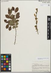 Foto von Salix myrsinifolia Salisb. x Salix repens L.